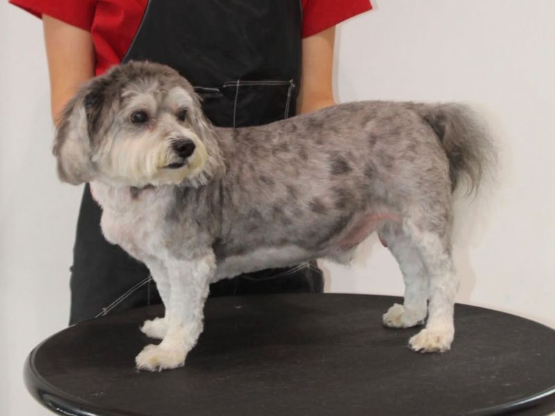 Diddio the Shih Tzu after grooming, neatly trimmed