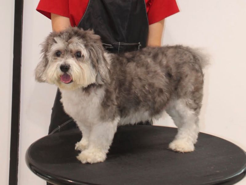Diddio the Shih Tzu before grooming, with a long, shaggy coat