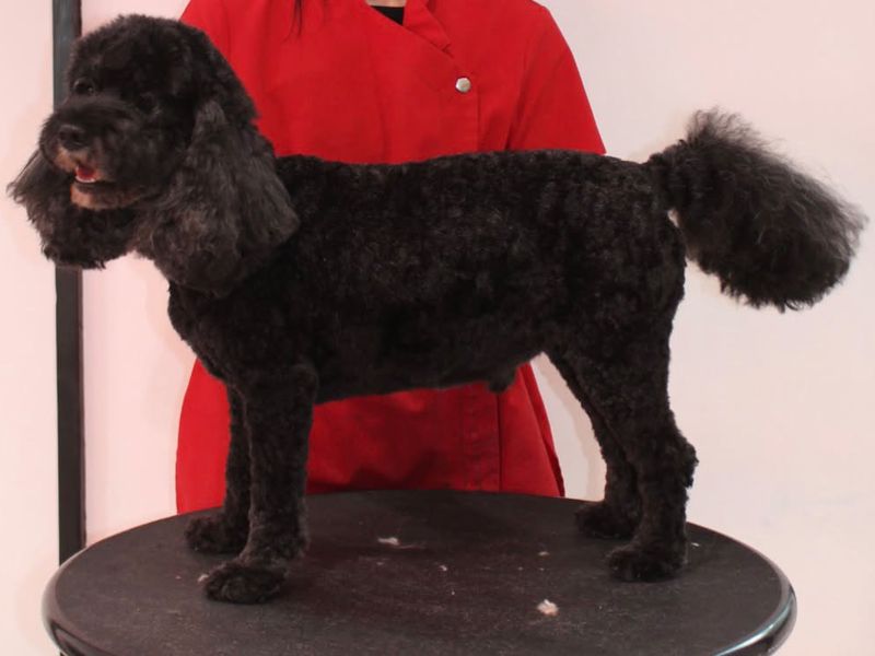 Max the Cockapoo after grooming, neatly trimmed