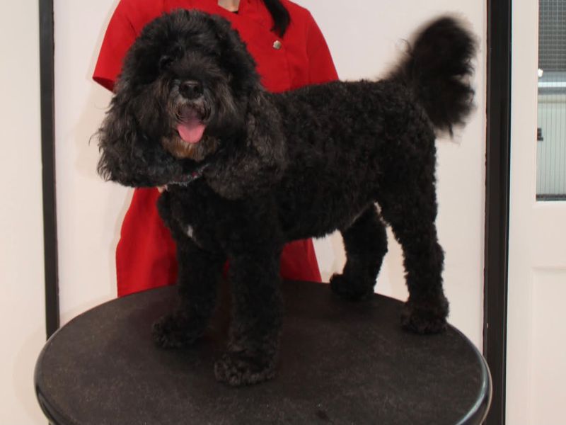 Max the Cockapoo before grooming, with a long, shaggy coat