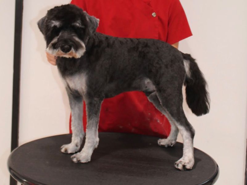 Milo the Miniature Schnauzer after grooming, neatly trimmed