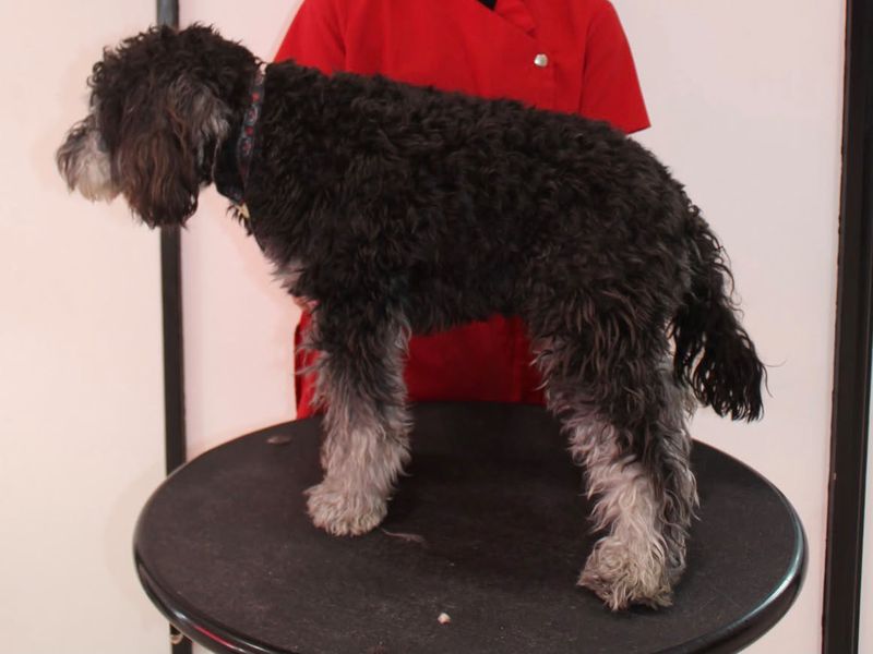 Milo the Miniature Schnauzer before grooming, with a long, shaggy coat