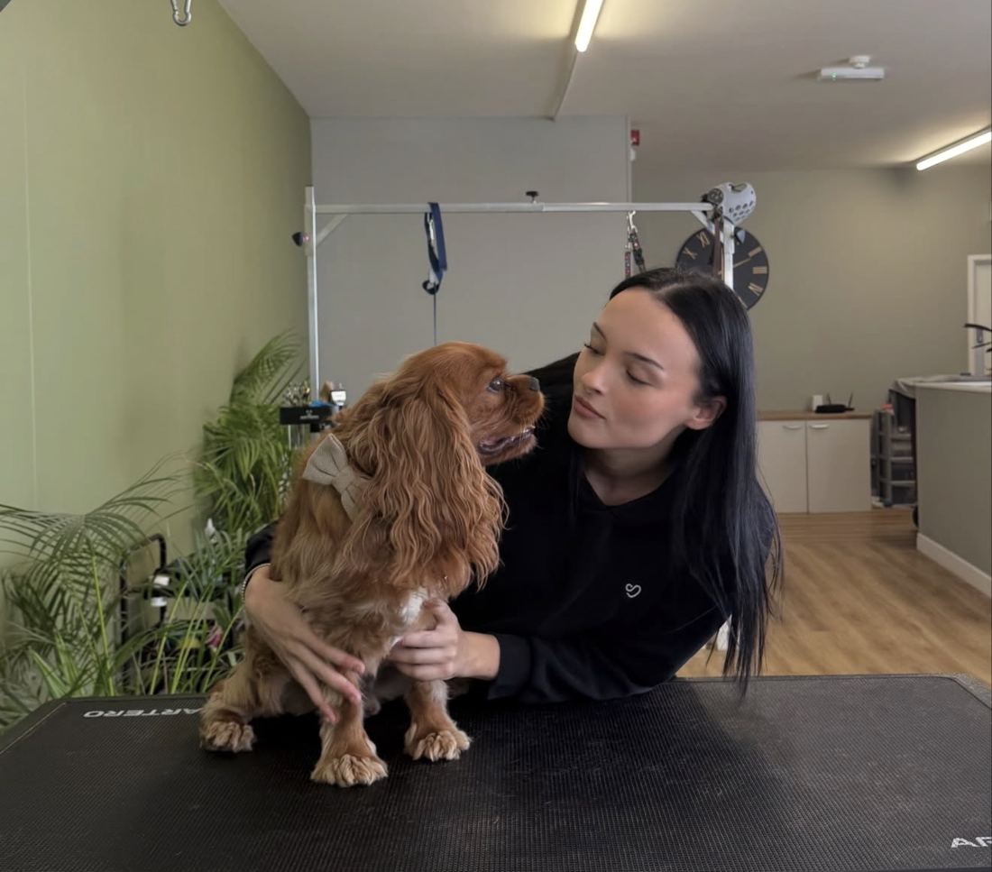 Hannah-Grace leaning in to a freshly groomed ruby Cavalier King Charles Spaniel on the grooming table